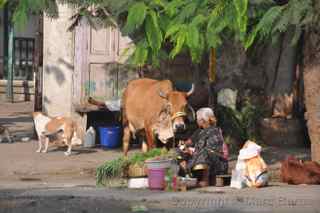 cow temple