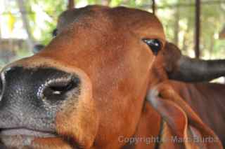 temple cattle