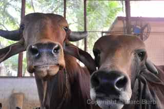 temple cattle