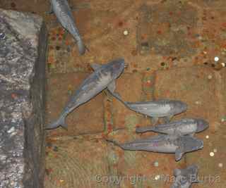 Basilica Cistern carp