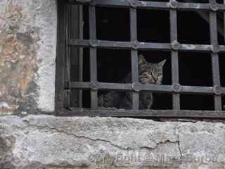 Istanbul Archaeology Museum cat