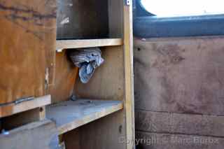 1941 buick flxible ambulance kenai peninsula alaska