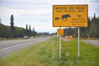 moose kenai peninsula alaska