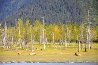 ghost trees Alaska