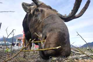 nelson alaska wildlife conservation center alaska