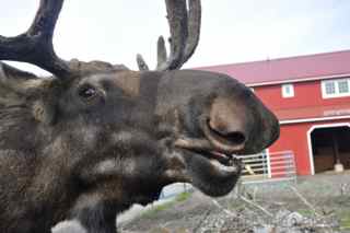 nelson alaska wildlife conservation center alaska