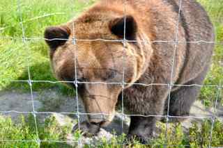 alaska wildlife conservation center