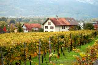 Liechtenstein vineyard