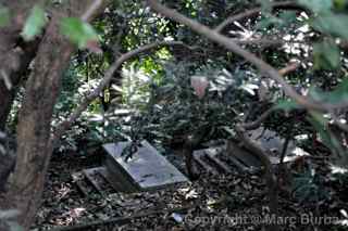 Old Protestant Cemetery, Macau