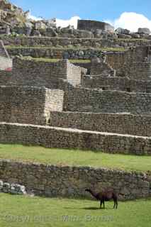 Machu Picchu llama alpaca