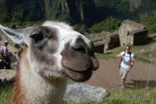 Machu Picchu llama