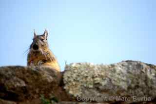 Machu Picchu viscacha