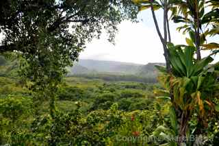 Maui valley view