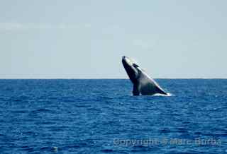 Maui whale watching