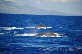 Maui whale watching