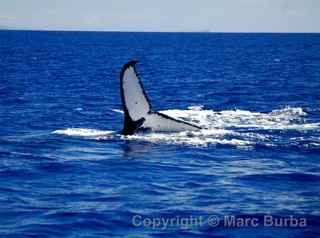 Maui whale watching