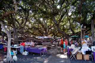 Lahaina banyan tree, Maui