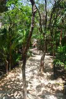 tulum tree canopy