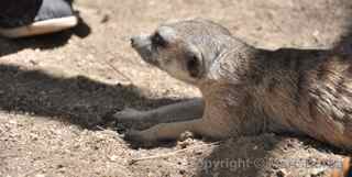 Fellow Earthlings meerkats