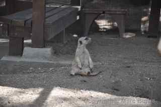 Fellow Earthlings meerkats