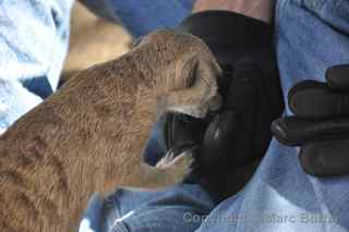 Fellow Earthlings meerkats