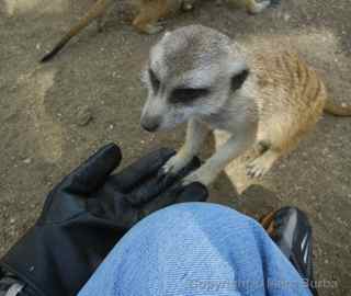 Fellow Earthlings meerkats