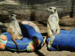Fellow Earthlings meerkats