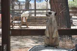 Fellow Earthlings meerkats