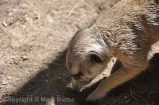 Fellow Earthlings meerkats