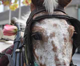 New Orleans horse Jackson Square