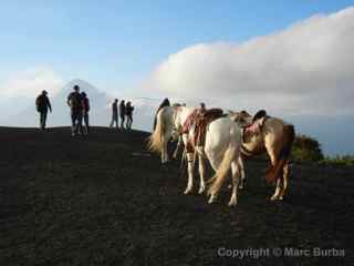 pacaya horses