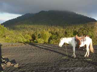 pacaya horse