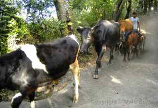 pacaya cattle