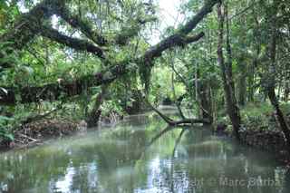 Babeldaob Palau creek