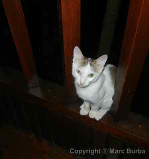 Rose Garden Resort Palau cat