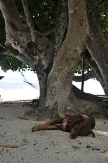 North Beach Cottages dog