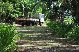Palau old truck