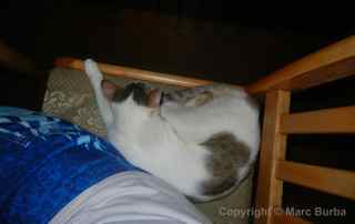 Rose Garden Resort Palau cat