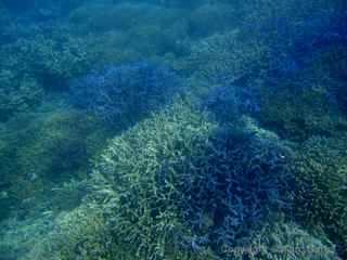 branch coral Nikko Bay