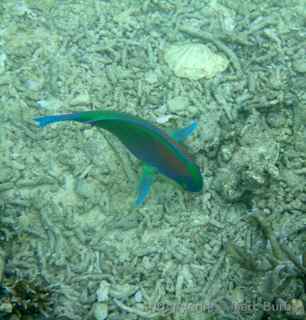Parrotfish