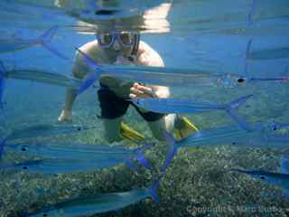 Palau fish