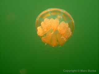 Jellyfish Lake