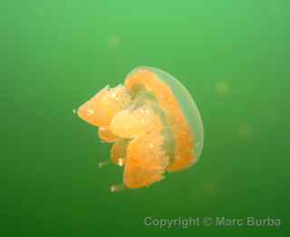 Palau Jellyfish Lake