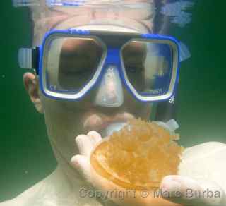Palau Jellyfish Lake