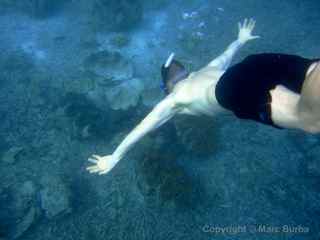 Palau clams