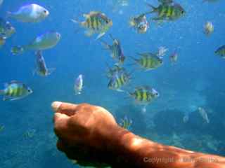 Rock Islands fish
