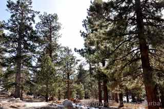 Palm Springs Aerial Tramway