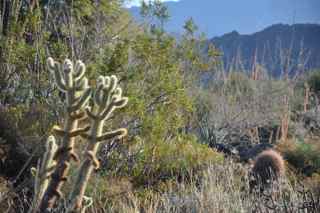 desert cactus