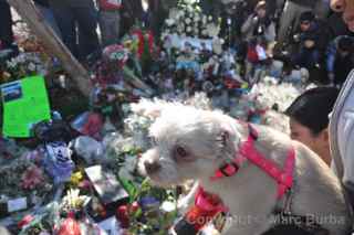 Paul Walker Memorial Meet dog