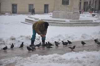 Széchenyi ter pigeons